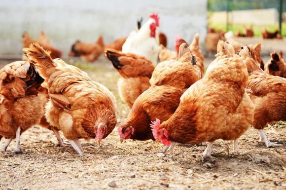 Đừng chỉ ăn thịt bò hay thịt lợn, loại thịt này mới thực sự bổ khí huyết, tốt cho tỳ vị và xương khớp- Ảnh 1.