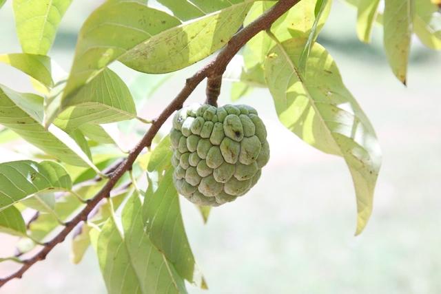 Lợi ích chưa từng nghe tới từ loại quả quen thuộc, có thể phòng ung thư, ngừa đột quỵ- Ảnh 1.