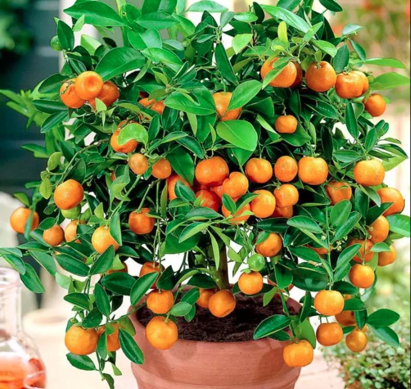 5 loại cây nhất định phải có trong nhà dịp Tết Bính Ngọ- Ảnh 1.