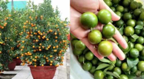 Chớ dại mà tận dụng những thứ này sau Tết kẻo ngộ độc, rước họa vào thân- Ảnh 3.