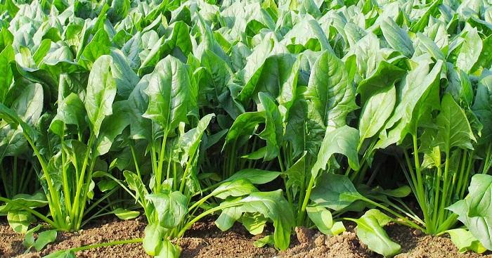3 loại rau dưỡng gan, bổ khí huyết, ăn vào đến đâu người khỏe ra đến đó đang đầy chợ Việt- Ảnh 1.
