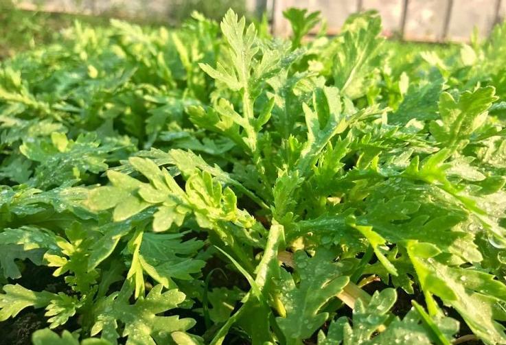 Đàn ông bổ gan thì mạnh mẽ, phụ nữ bổ gan thì ngày càng trẻ đẹp: Mùa xuân hãy ăn 4 loại rau này để giải độc, hết nóng trong và gan khỏe mạnh- Ảnh 2.