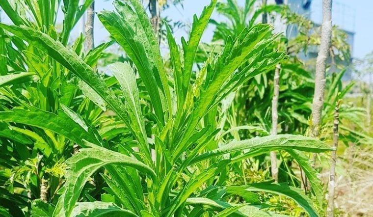 3 loại rau dưỡng gan, bổ khí huyết, ăn vào đến đâu người khỏe ra đến đó đang đầy chợ Việt- Ảnh 2.