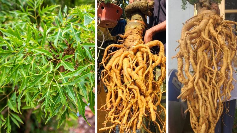 1 lưu ý quan trọng bất cứ ai uống rượu đinh lăng đều phải biết- Ảnh 1.