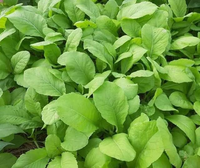 Gần Tết đi chợ mua rau cần thận trọng với 6 loại rau dễ tồn dư thuốc trừ sâu, đừng bỏ qua những lưu ý quan trọng này- Ảnh 2.
