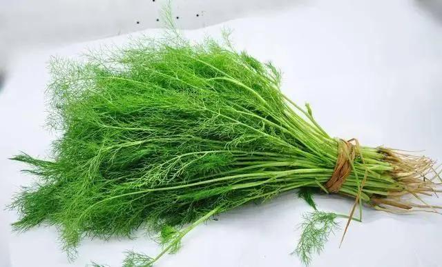 Rau thì là có gây suy thận? Các bác sĩ cảnh báo: Để tránh tổn thương thận, hãy ăn ít 3 loại rau này- Ảnh 1. Rau thì là có gây suy thận? Các bác sĩ cảnh báo: Để tránh tổn thương thận, hãy ăn ít 3 loại rau này- Ảnh 1.