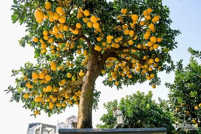 5 loại cây nhất định phải có trong nhà dịp Tết Bính Ngọ- Ảnh 2.