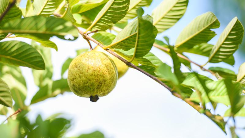 Loại cây "bổ" từ lá tới quả, phòng ung thư, dưỡng tim: Việt Nam bán 20.000 đồng/kg quả - Ảnh 1.