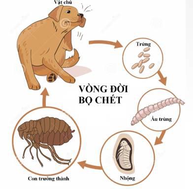Sẩn ngứa do bọ chét - Ảnh 3.
