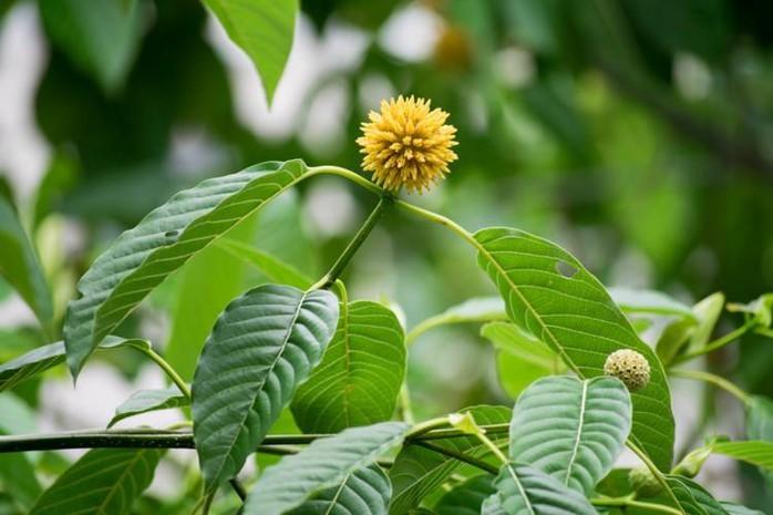 “Nậm thoong” len lỏi vùng biên: Cảnh báo mới về một dạng chất kích thích trá hình- Ảnh 2.