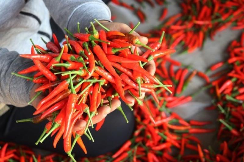 Loại quả được đánh giá "tốt nhất thế giới", hễ đi chợ Việt là thấy - Ảnh 1.