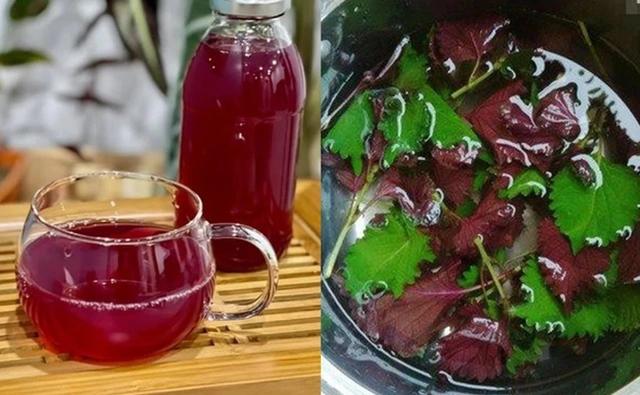 Lời khuyên đến những gia đình đang trồng cây tía tô - Ảnh 3.