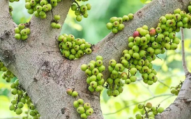 Quả sung – loại quả dân dã của Việt Nam bất ngờ giúp cải thiện 4 bệnh mãn tính phổ biến - Ảnh 4.
