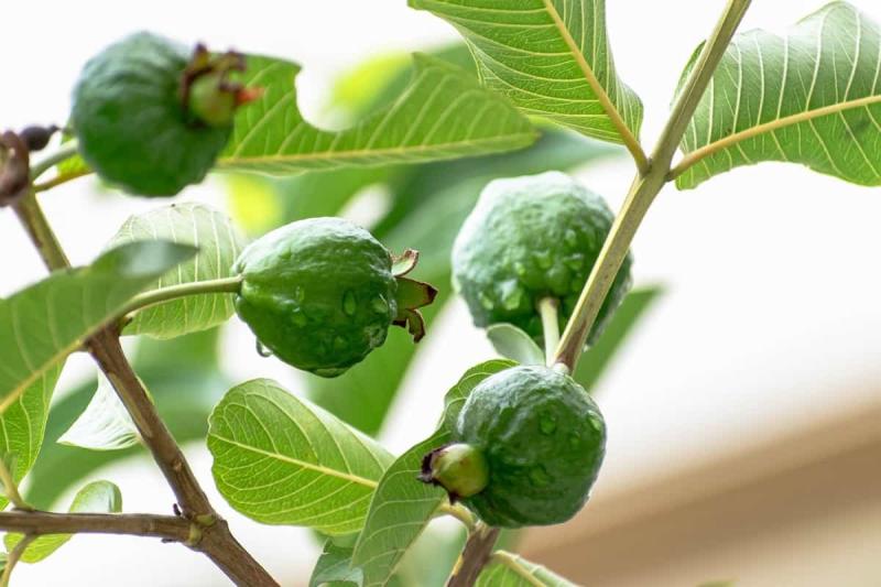 Loại cây "bổ" từ lá tới quả, phòng ung thư, dưỡng tim: Việt Nam bán 20.000 đồng/kg quả - Ảnh 2.