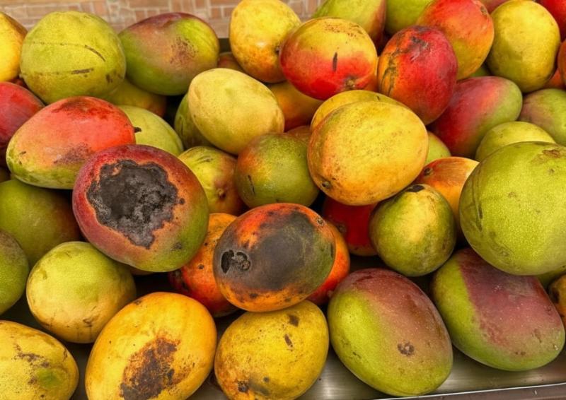 4 loại trái cây tế bào ung thư rất thích, người bán cũng không dám ăn nhưng nhiều gia đình Việt thích- Ảnh 1.