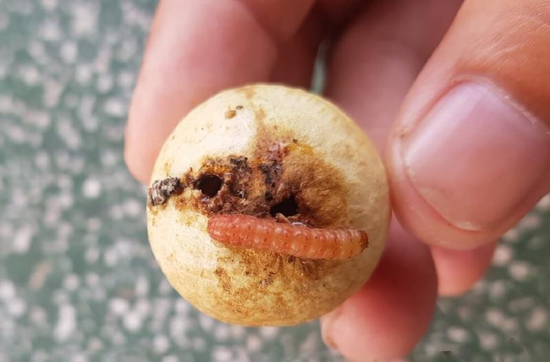 6 loại trái cây chứa nhiều ký sinh trùng nhất mùa hè, ăn không cẩn thận dễ nuốt cả "ổ bệnh" - Ảnh 3.