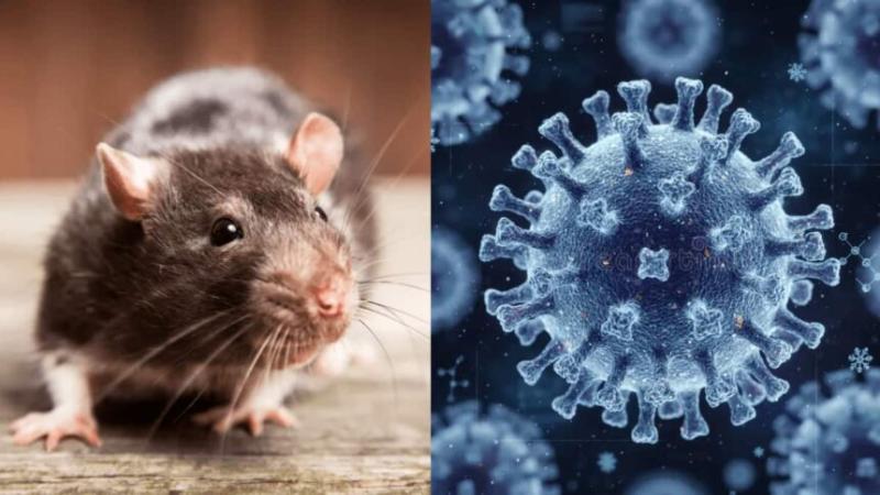 Virus Hanta lây bệnh thế nào, người nuôi chuột cảnh cần lưu ý gì? - Ảnh 1.