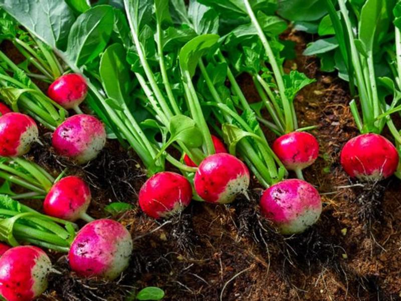 Loại củ được ví như “nhân sâm của người nghèo”, cứ ra chợ là thấy - Ảnh 2.