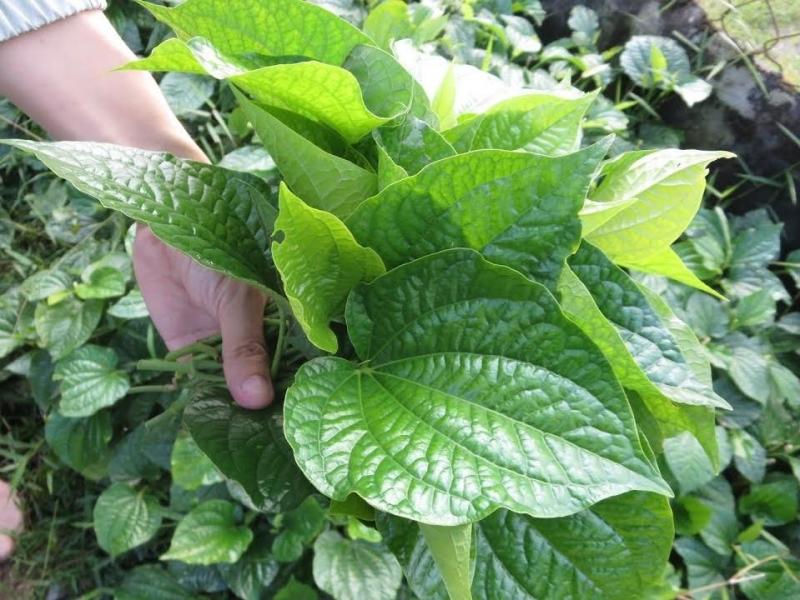 Lời khuyên đến những gia đình đang trồng cây lá lốt- Ảnh 4.