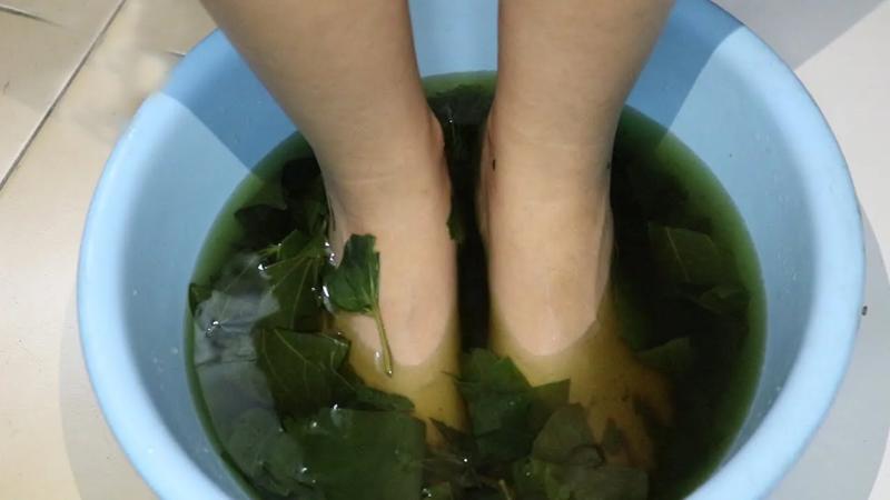 Lời khuyên đến những gia đình đang trồng cây lá lốt- Ảnh 2.