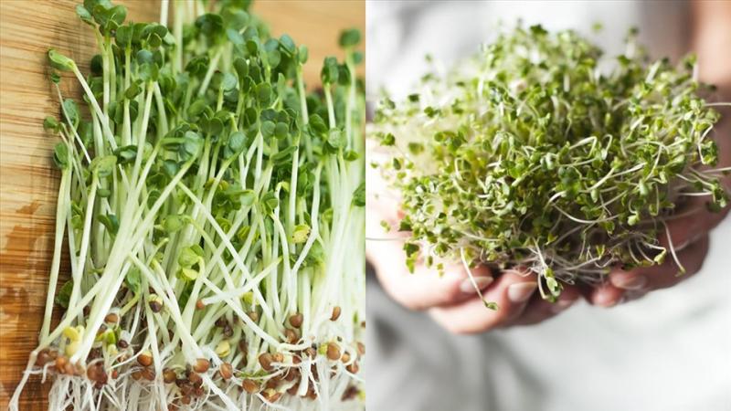 Nam thanh niên 28 tuổi giảm 30% chỉ số viêm gan chỉ sau 4 tuần: Nhờ mầm 1 loại rau chợ Việt bán đầy - Ảnh 3.