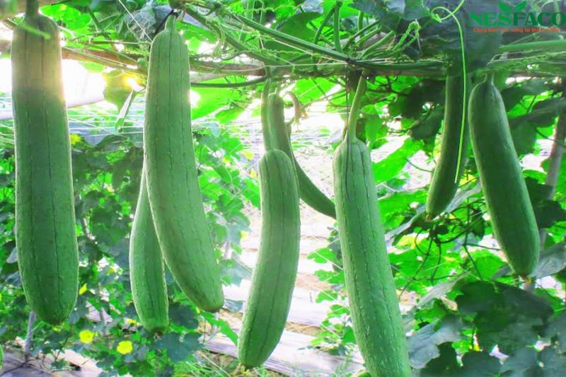 Nói thật: Ăn mướp kiểu này sớm muộn gì cũng làm hỏng thận, hãy nói với gia đình bạn ngay! - Ảnh 1.
