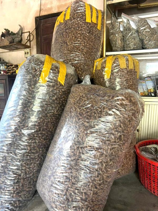 Thứ tưởng vô dụng trong rừng bất ngờ được săn lùng với giá gần 2 triệu đồng/kg, dân thi nhau đi nhặt - Ảnh 2.