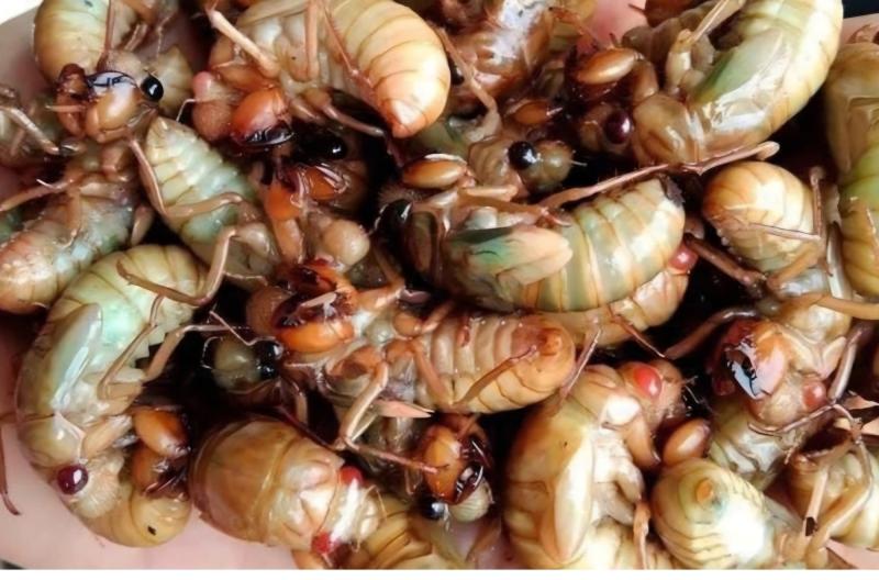 Nhiều người bị ngộ độc vì ăn ve sầu - Ảnh 1.