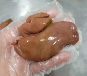 Không phải thịt bò hay ức gà! Loại thịt "chống lão hóa tế bào" hiệu quả nhất chính là…