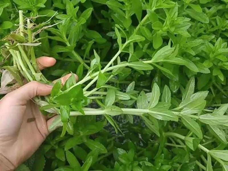 2 loại rau quen thuộc dễ là "ổ ký sinh trùng" ẩn náu, nhất cái số 1 rất quen thuộc - Ảnh 2.