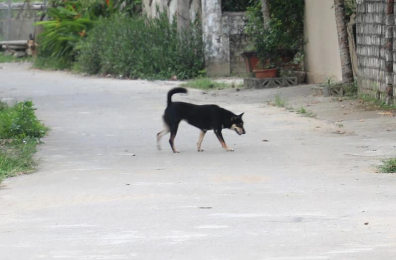 Bị chó dại cắn, không tiêm phòng, người đàn ông 69 tuổi tử vong - Ảnh 2.