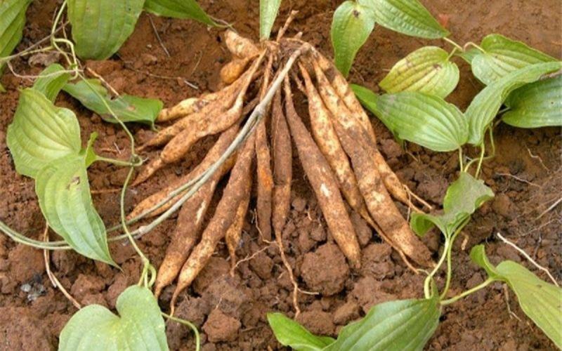 Loại cây mọc dại được ví quý "như sâm người nghèo", giúp bổ phổi, giảm ho nhưng ít người biết đến - Ảnh 2.