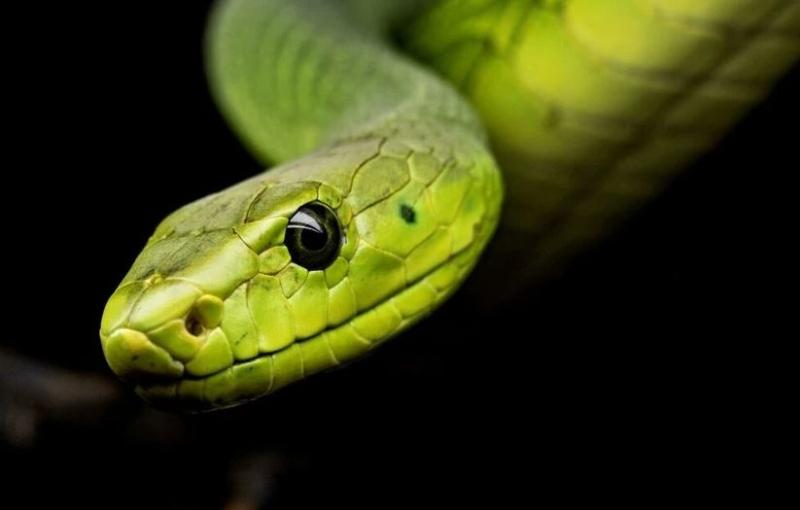 Nghe cháu trai 3 tuổi khóc thét, ông nội chạy ra thì chứng kiến cảnh "đáng sợ" - Ảnh 2.