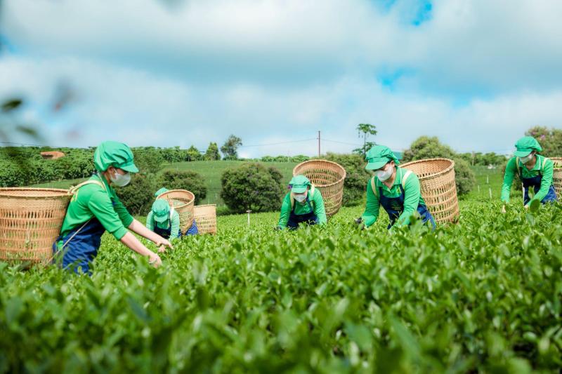 Trà Phú Sỹ và hành trình đưa hương trà truyền thống đến với người trẻ - Ảnh 1. Trà Phú Sỹ và hành trình đưa hương trà truyền thống đến với người trẻ - Ảnh 1.