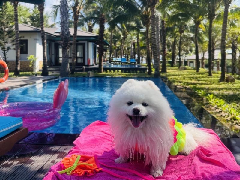 Khi “boss” cũng cần một kỳ nghỉ: Duyên Hà Resort Cam Ranh và trải nghiệm Pet Friendly giữa Bãi Dài - Ảnh 1. Khi “boss” cũng cần một kỳ nghỉ: Duyên Hà Resort Cam Ranh và trải nghiệm Pet Friendly giữa Bãi Dài - Ảnh 1.