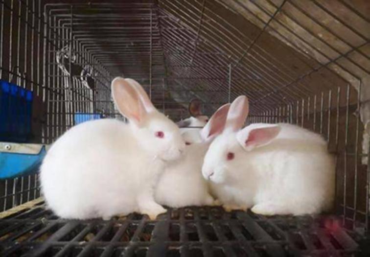 Bé gái 5 tuổi rụng tóc hói vĩnh viễn cả 1 mảng vì 1 hành động tưởng chừng vô hại- Ảnh 2.