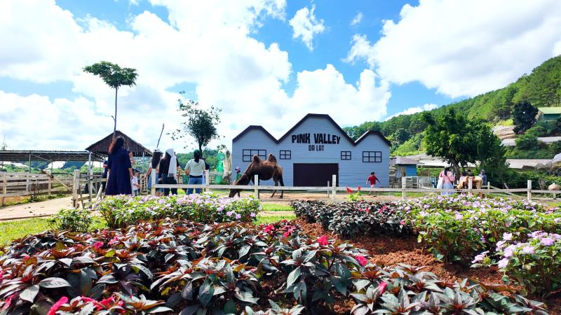 Pink Valley: Thung lũng đẹp như cổ tích ở Đà Lạt khiến giới trẻ mê mẩn chỉ với 120.000 đồng - Ảnh 5. Pink Valley: Thung lũng đẹp như cổ tích ở Đà Lạt khiến giới trẻ mê mẩn chỉ với 120.000 đồng - Ảnh 5.