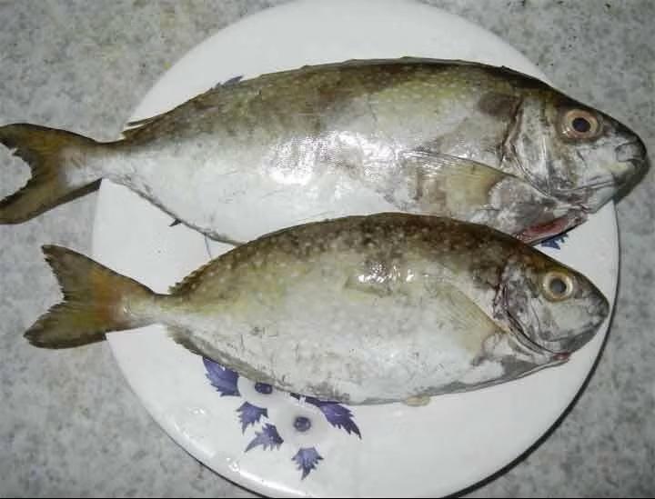 Loại cá thịt ngọt, dai lại ít tanh, đặc sản nhiều người ưa thích - Ảnh 1.