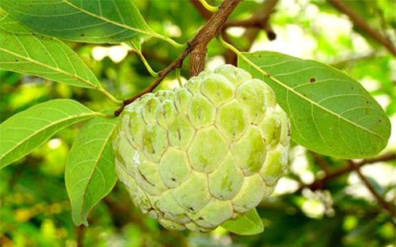 Thứ quả đang vào mùa ngon nhất, tốt cho tim mạch và huyết áp - Ảnh 1.