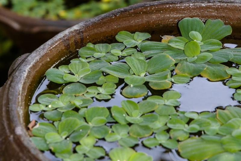 3 loại cây chớ nên đặt tại phòng khách- Ảnh 1.