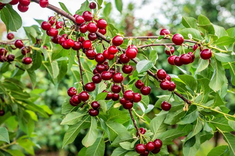 Ra mồ hôi liên tục ngày nắng nóng có thể khiến cơ thể kiệt sức: Bác sĩ khuyên bổ sung ngay 5 thực phẩm màu đỏ - Ảnh 3.