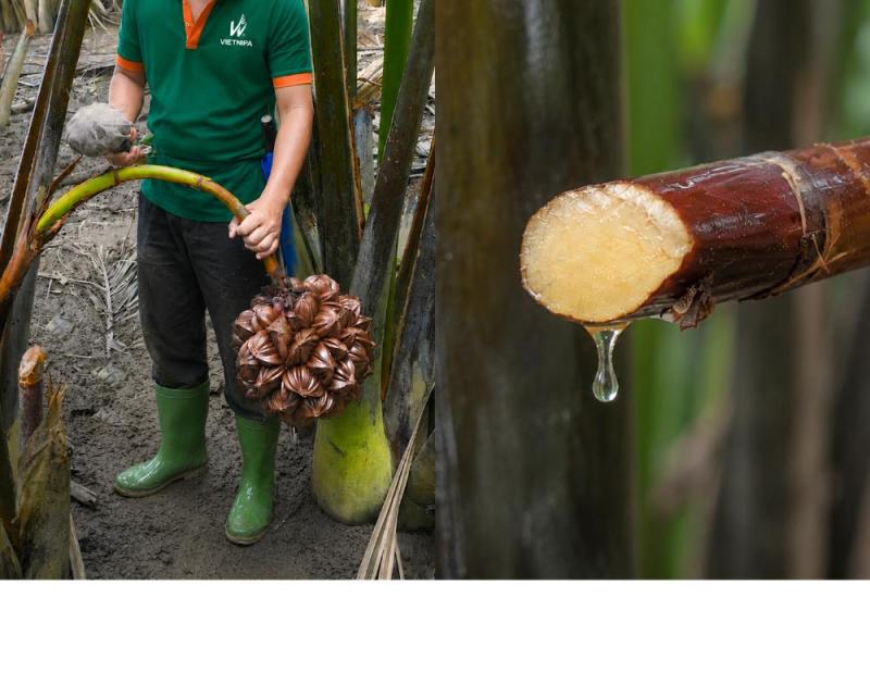 Mật dừa nước tươi Vietnipa: “Vị lành mới” từ những cánh rừng dừa nước Cần Giờ - Ảnh 1.