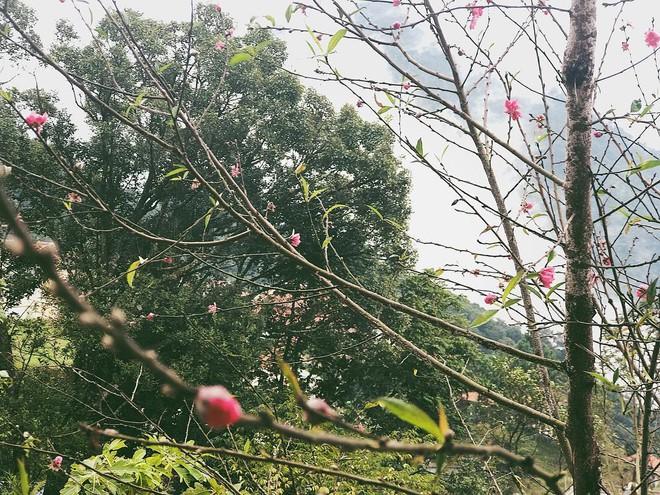 Căn nhà ở quê của Hoàng Thuỳ Linh- Ảnh 3.