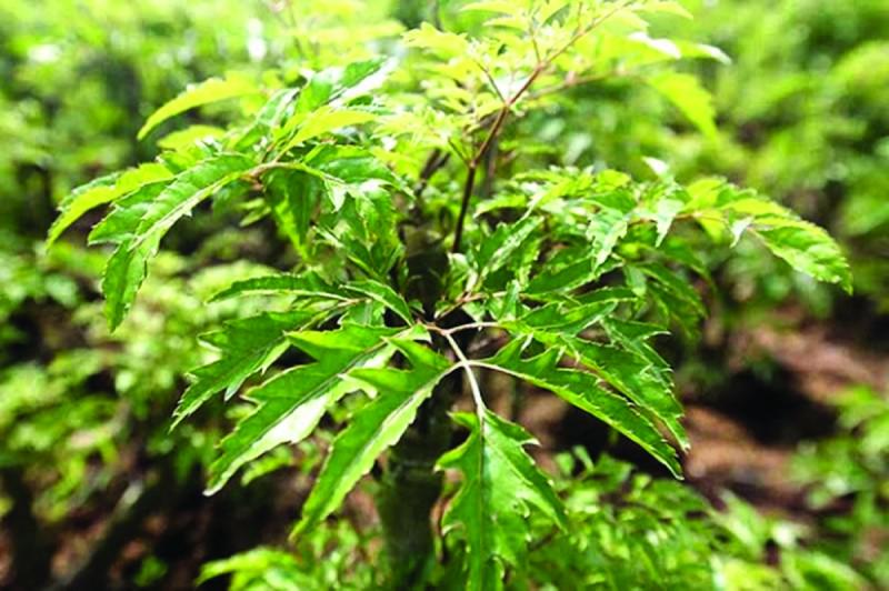 Tin vui cho những người thích ăn lá đinh lăng! - Ảnh 1.