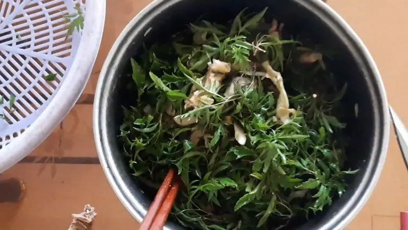 Tin vui cho những người thích ăn lá đinh lăng! - Ảnh 4.