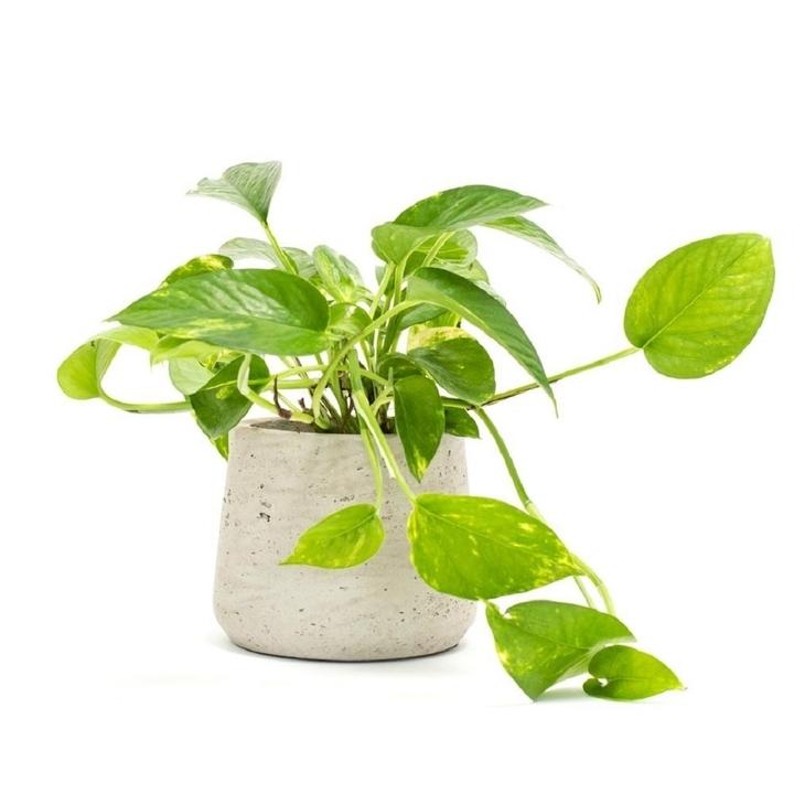 5 loại cây trồng trong nhà giúp lọc không khí hiệu quả- Ảnh 3.