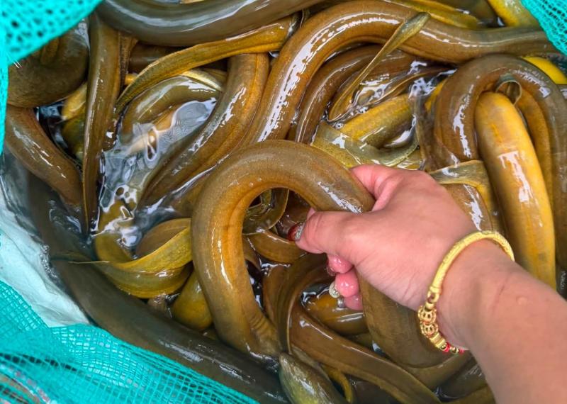 Chủ cửa hàng thủy sản 20 năm nói thẳng: 4 loại lươn chỉ người "dại" mới bỏ tiền mua - Ảnh 4.