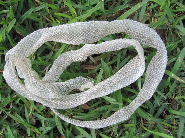 Thấy 6 dấu hiệu này, cẩn thận kẻo rắn đang bén mảng quanh nhà- Ảnh 1.
