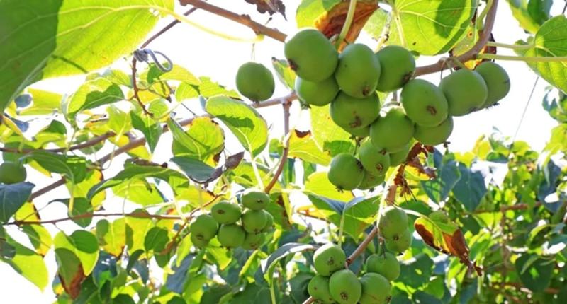 Mọc dại ở châu Á, loại quả này khiến giới khoa học chú ý vì khả năng chống ung thư - Ảnh 1.