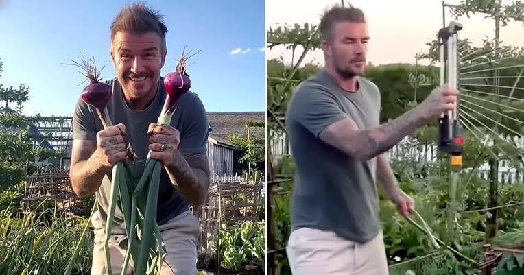 Khu vườn trồng rau nuôi gà 350 tỷ của Beckham  - Ảnh 2.
